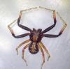 Xysticus sp.
